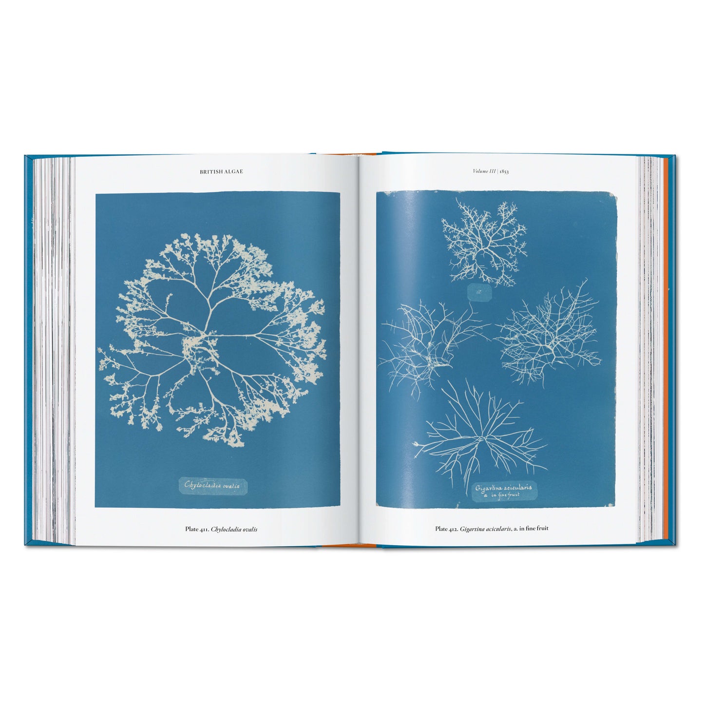 Anna Atkins. Cyanotypes. 45th Ed. (German, French, English)