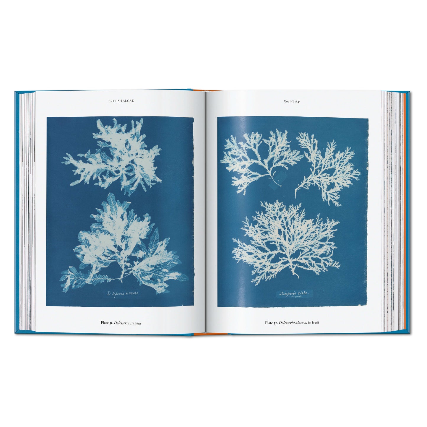 Anna Atkins. Cyanotypes. 45th Ed. (German, French, English)