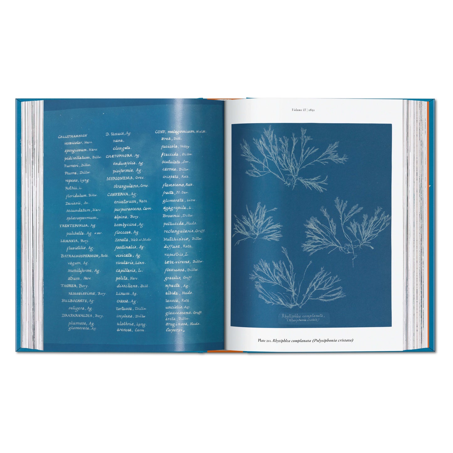 Anna Atkins. Cyanotypes. 45th Ed. (German, French, English)
