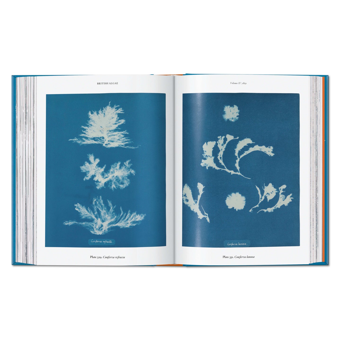 Anna Atkins. Cyanotypes. 45th Ed. (German, French, English)